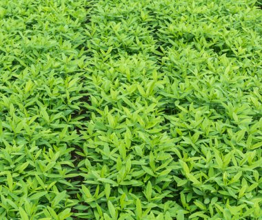 Crotalaria, cover crop keeps soil moisture clipart