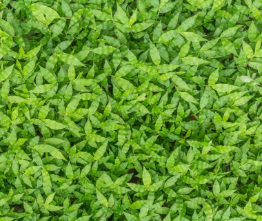 Tam sayfa yeşil çimen, gür