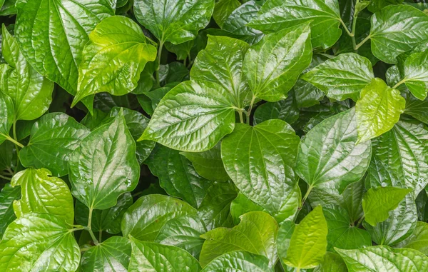 Відповідне вживання листя бетеля як ліки — стокове фото
