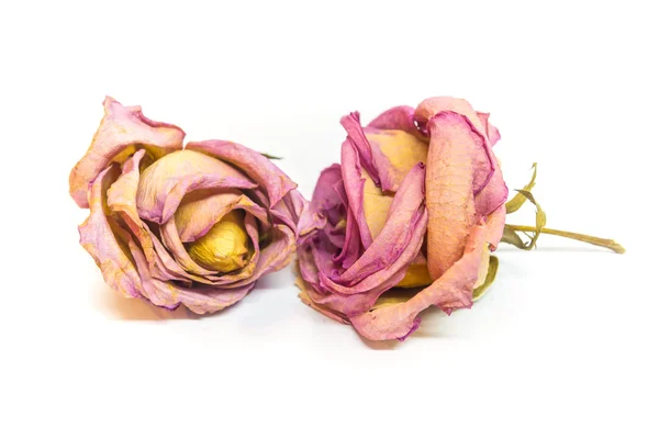 Rosa preservada colorida — Fotografia de Stock