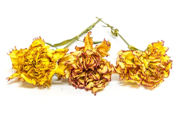 Cravos vermelhos amarelos preservados — Fotografia de Stock