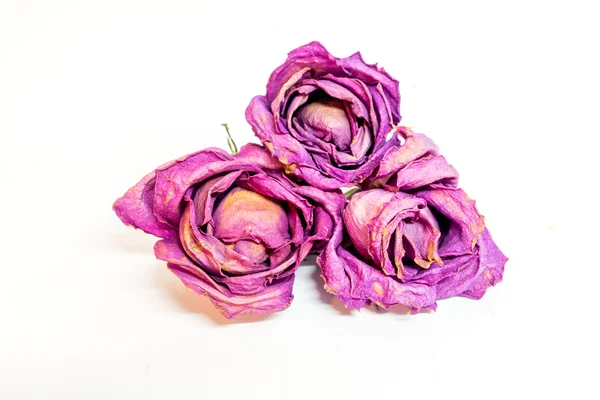 Kleurrijke bewaarde rose — Stockfoto