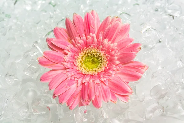 Δροσερό λευκό λουλούδι για τον καθαρισμό πάγου — Φωτογραφία Αρχείου