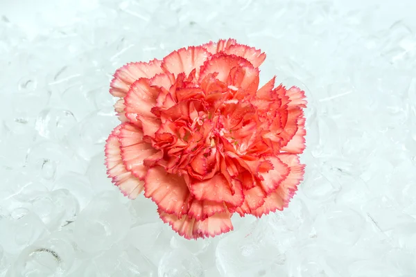 Cravo vermelho no gelo purificar — Fotografia de Stock