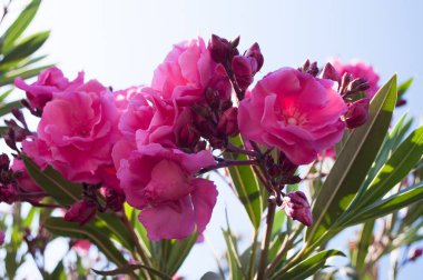 Oleander Akdeniz kıyısındaki en yaygın çalılıktır.