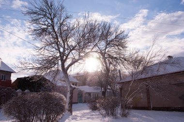 Ağaçların arasında kış güneşi