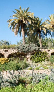 Parktaki palmiye ağaçları