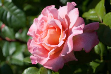 Yeşil yapraklı bir gül