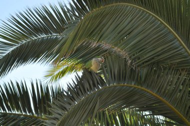 Palmiye yapraklarının arasında yeşil papağan