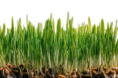 Taze bahar yeşil çim ve germinated tohum