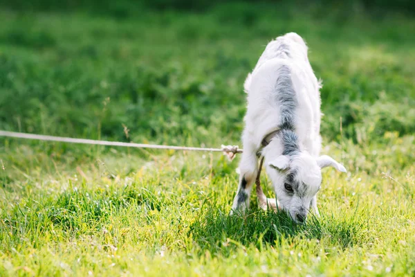 녹색 풀밭에 방목 귀여운 goatling — 스톡 사진