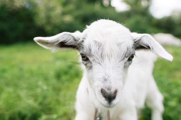 Mały kozi twarz na zbliżenie zielony łąka — Zdjęcie stockowe