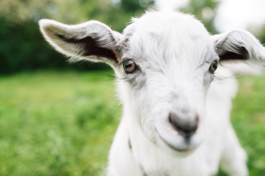 Şu sen yakın çekim seyir tatlı goatling