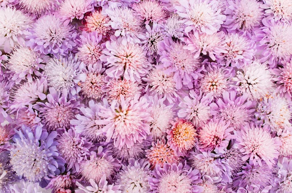 Violet floral background