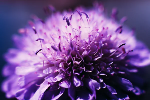 Profil kwitnące fioletowe tło aster — Zdjęcie stockowe