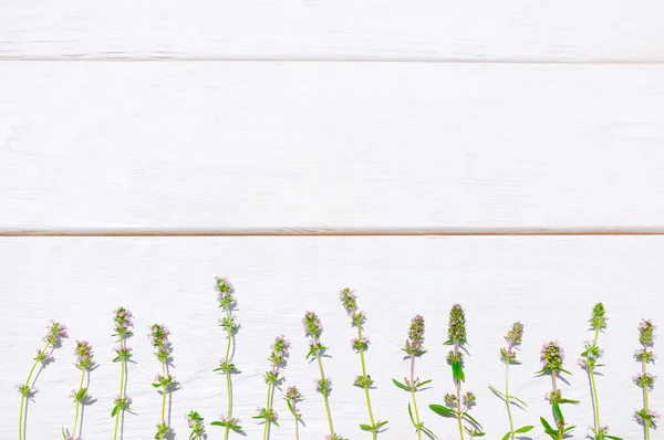 Herbes fraîches d'été, fond en bois blanc, vide — Photo