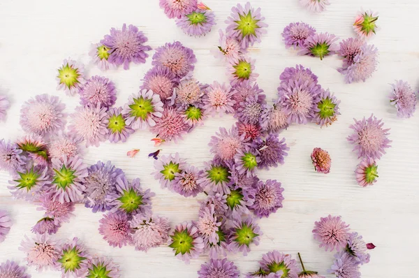 白地に紫のアスターの砂金 — ストック写真