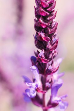 Çiçek, pembe çiçek açan arka planda ortak adaçayı