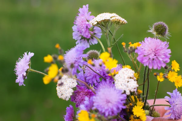 カラフルなフィールドの花ブーケ、花の背景 — ストック写真