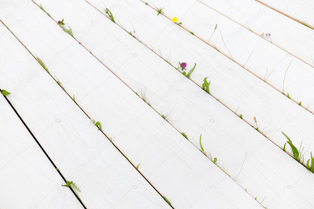 White background with summer flowers and grass