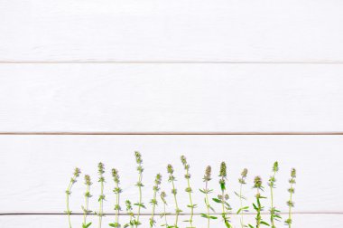 Beyaz arka plan ile tıbbi bitki, boşaltmak