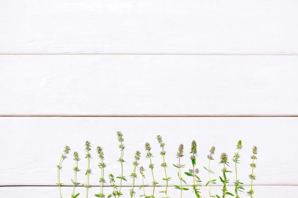 Fond blanc avec herbe médicinale, copyspace — Photo