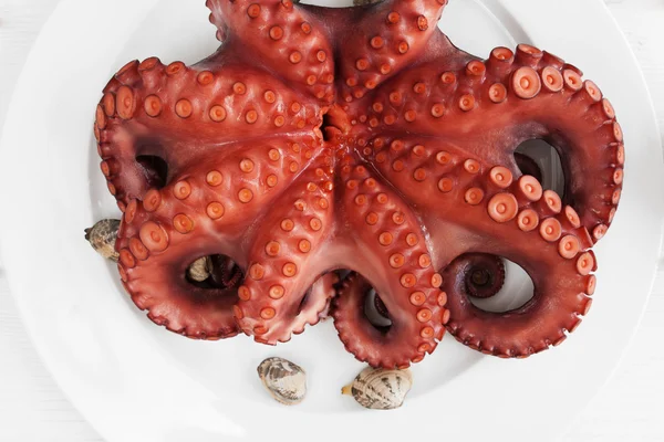 Whole fresh raw octopus on plate, closeup — 图库照片