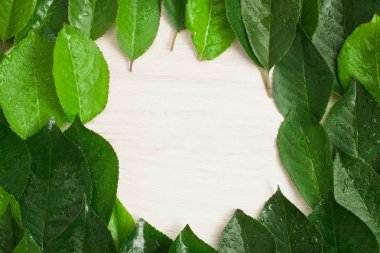 Yeşil yaprakları, Beyaz ahşap arka plan çerçevesinde