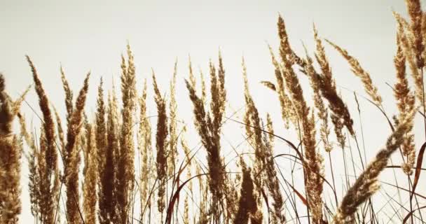 Φθινόπωρο λιβάδι αγριολούλουδα πεδίο ξηρό γρασίδι ηλιοφάνεια — Αρχείο Βίντεο