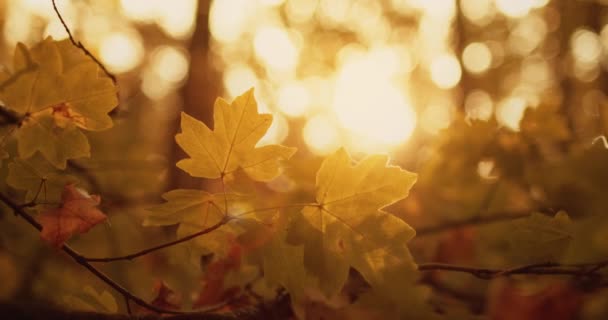 Gouden gebladerte herfst bos bladeren lens flare — Stockvideo