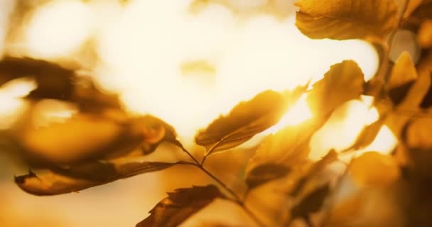 紅葉の森朝黄金の葉光 — ストック動画