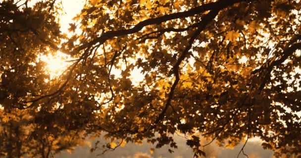Золоте листя осінні лісові гілки листя — стокове відео