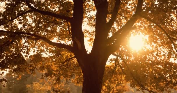 Automne coucher de soleil paysage forestier oranger prairie — Video