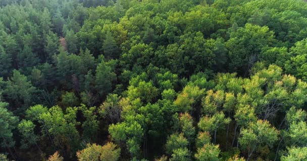 Осінній ліс пролітає зелено-жовте листя дерев — стокове відео