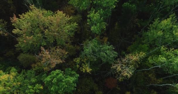 Paisaje otoñal desde arriba conservación forestal — Vídeos de Stock