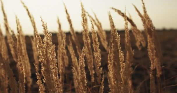 Sonbahar çayır manzarası kuru çim silüeti — Stok video