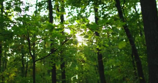 Lesní scenérie zelené listí svěží stromy listy — Stock video