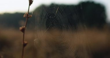 Sonbahar otlağı kırsal günbatımı örümcek ağı kuru otlar