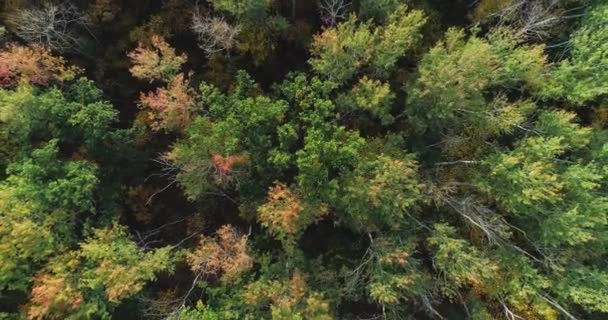 Jesień las antena strzał kolorowe drzewa liści — Wideo stockowe