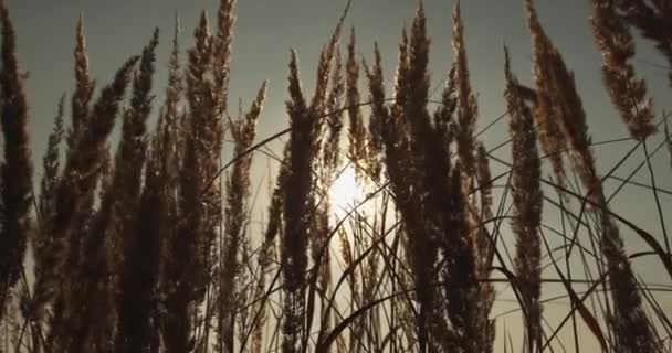 Weide zonsondergang herfst natuur landschap droog gras stro — Stockvideo