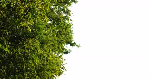 Las tło natura park zielony drzewo korony — Wideo stockowe