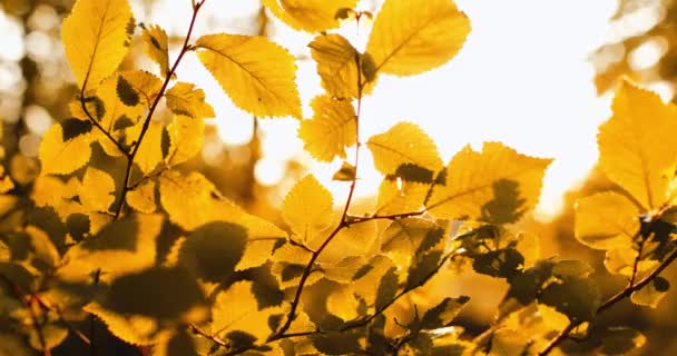 Follaje dorado caída bosque exuberante hojas bokeh luz — Vídeo de stock