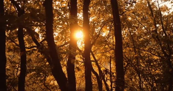 Bosque otoño bosque puesta del sol árboles dorados follaje — Vídeos de Stock