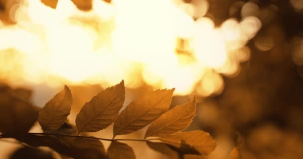 Ősz lombozat erdő naplemente arany levelek bokeh fény — Stock videók