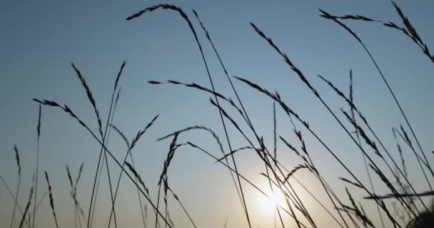 Луг закат сельской местности пейзаж сухой травы небо — стоковое видео