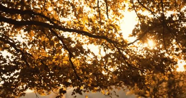 Листья ветвей осенней листвы леса — стоковое видео