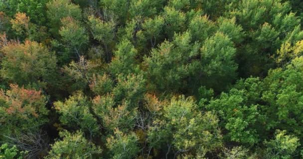 从天上掉下来的森林风景树叶 — 图库视频影像