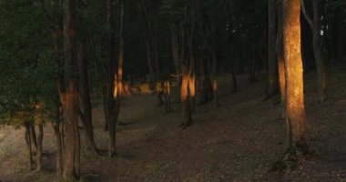 Orman günbatımı doğa yeşil yaprakları saklar