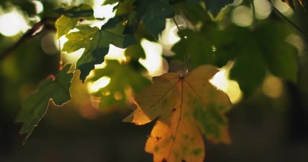 Lesní olistění bokeh světlo barevné listy stromů — Stock video