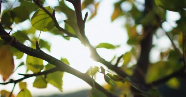 Φύλλα πράσινου δέντρου θολώνουν το φως του ήλιου κήπου — Αρχείο Βίντεο